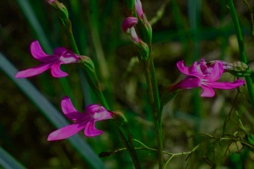 lobelia