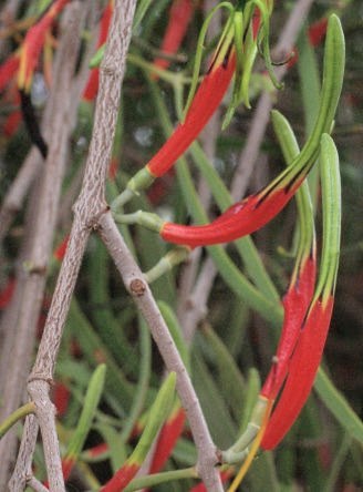 mistletoe