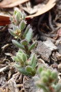 saltbush