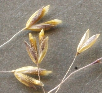 hair grass
