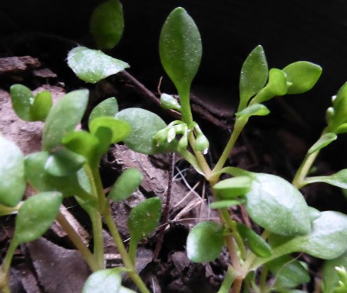 purslane