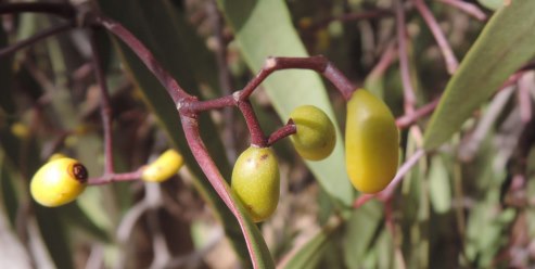 mistletoe