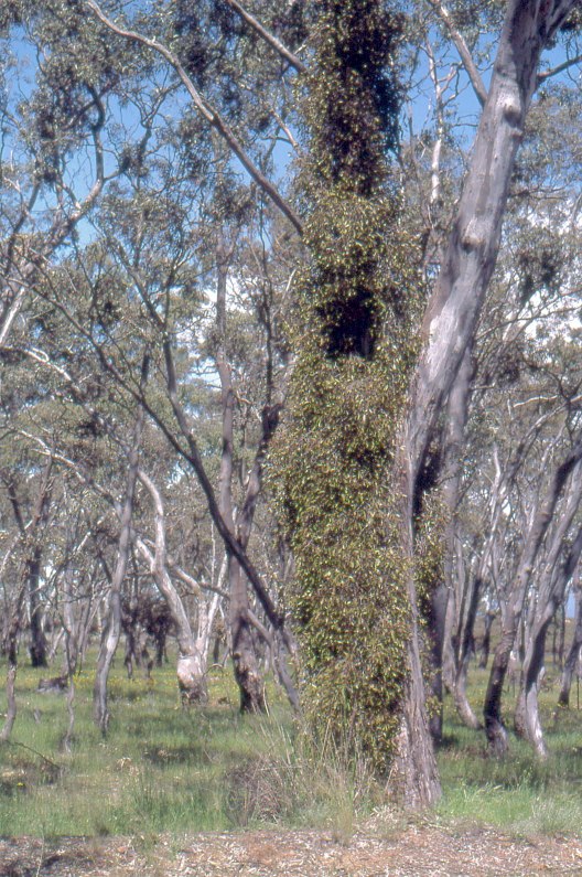 mistletoe