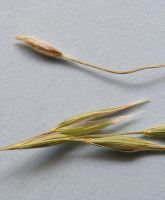 spear grass