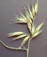 panicle