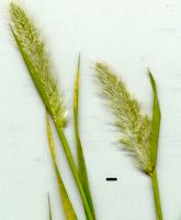 beard grass