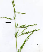 veldt grass