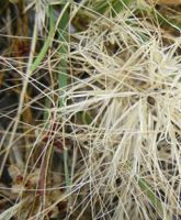 Spear grass