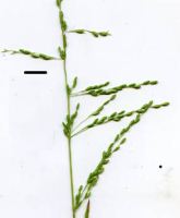 Veldt grass