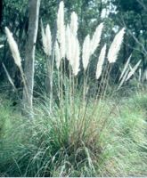 pampas grass