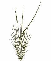 Wallaby grass