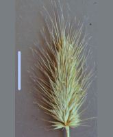 hedgehog grass