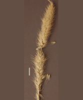 feather grass