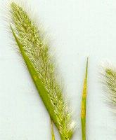 breard-grass