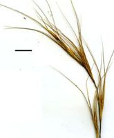 elymus