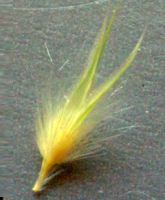 wallaby grass