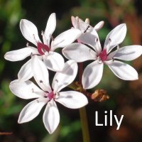 lily