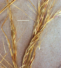 needlegrass