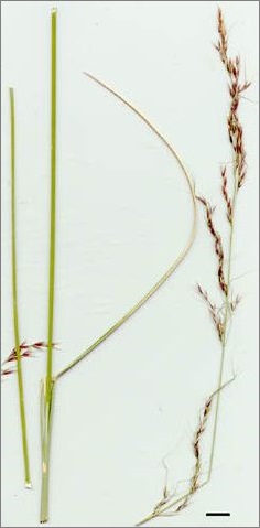 needlegrass