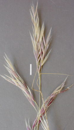 needlegrass