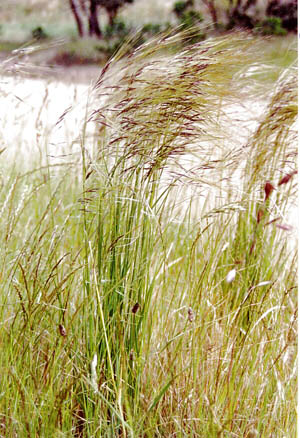 needlegrass