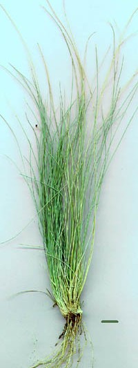 needlegrass