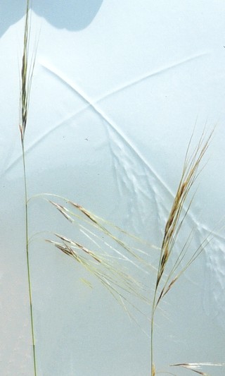 needlegrass