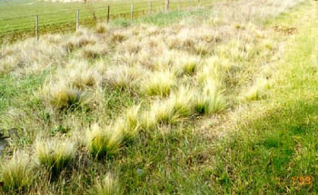 needlegrass