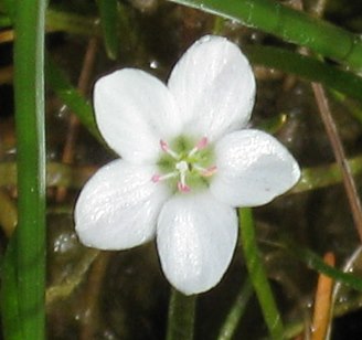 purslane