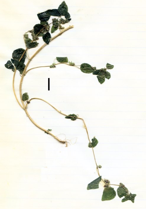 pellitory