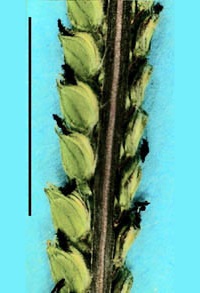 paspalum