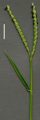 paspalum