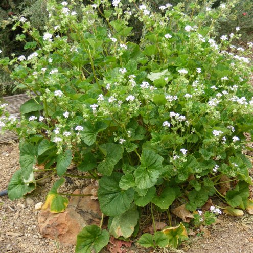 P Australe Pelargon () P Australe Pelargon