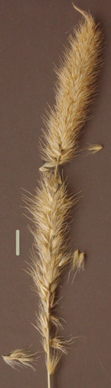 feather-grass