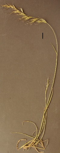 5-awned spear-grass