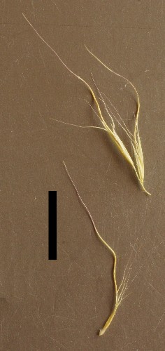 5-awned spear-grass