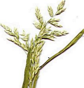 poa annua