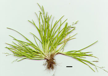 poa annua