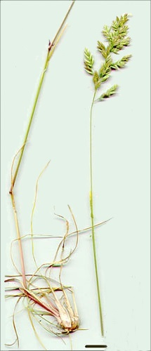 poa bulbosa