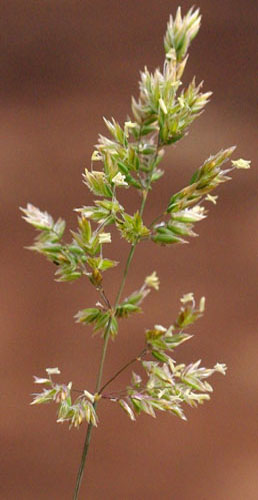 poa bulbosa