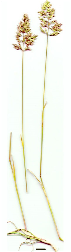 poa bulbosa