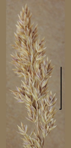 poa bulbosa