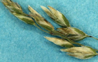 poa morrisii