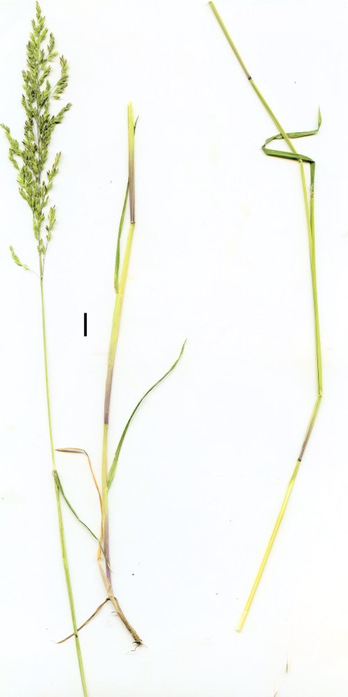 poa trivialis