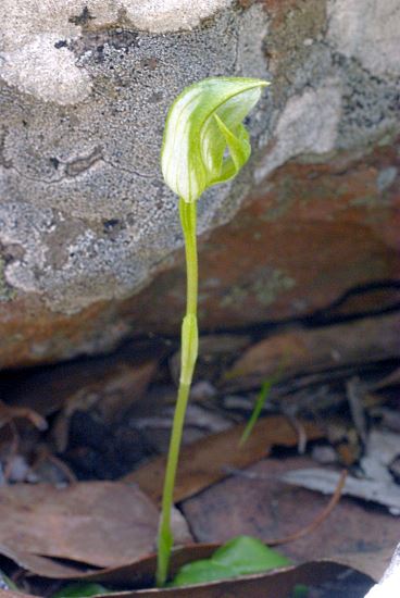 greenhood