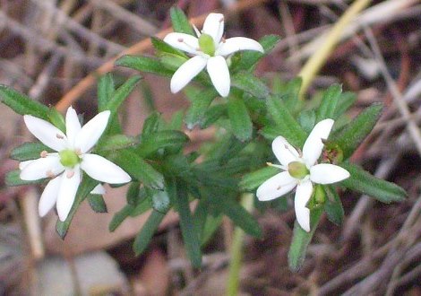 marianthus