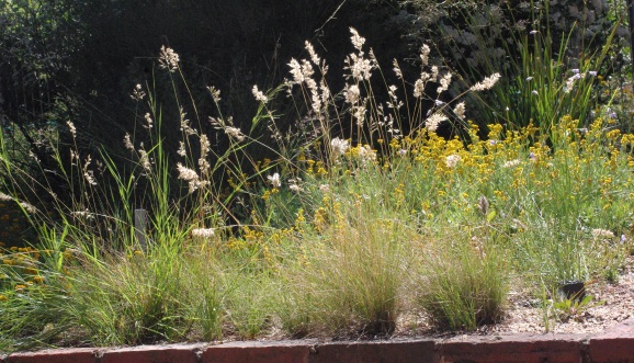 short wallaby-grass