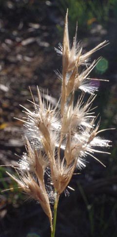 hill wallaby-grass