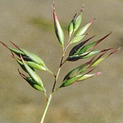 hill wallaby-grass