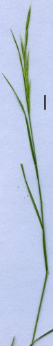 slender wallaby grass
